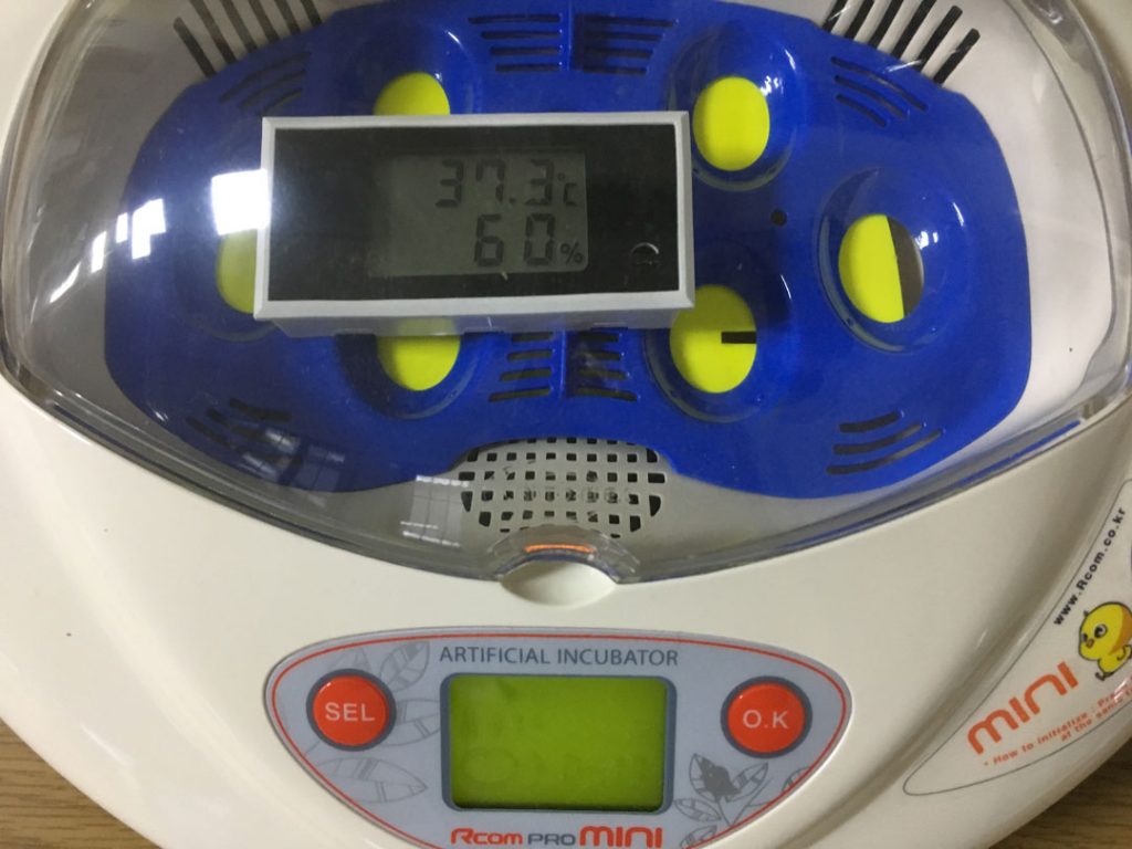 リトルママ孵化器 百貨店 格安SALEスタート! 専用リトルママ 孵化器 その他