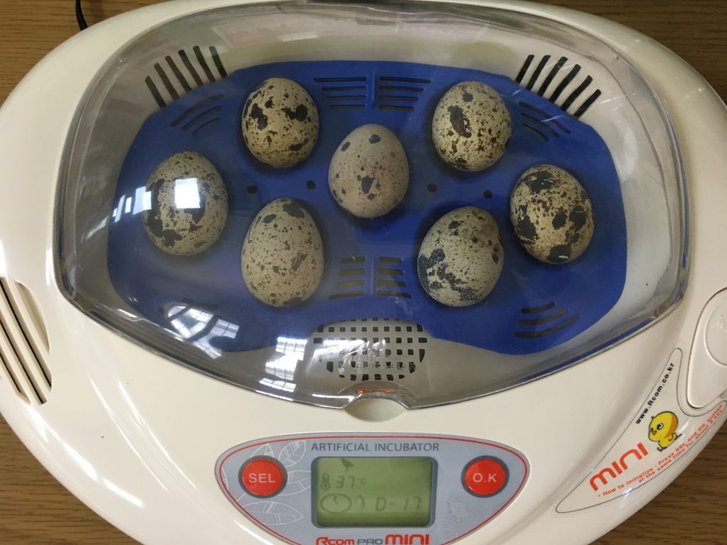 国内配送】 リトルママ 孵卵器 - ペット用品 - www.qiraatafrican.com