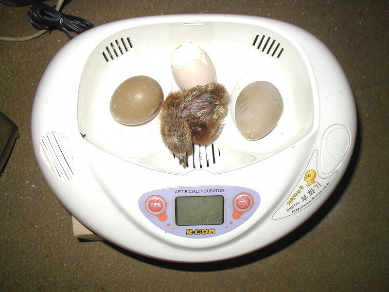 国内配送】 リトルママ 孵卵器 - ペット用品 - www.qiraatafrican.com